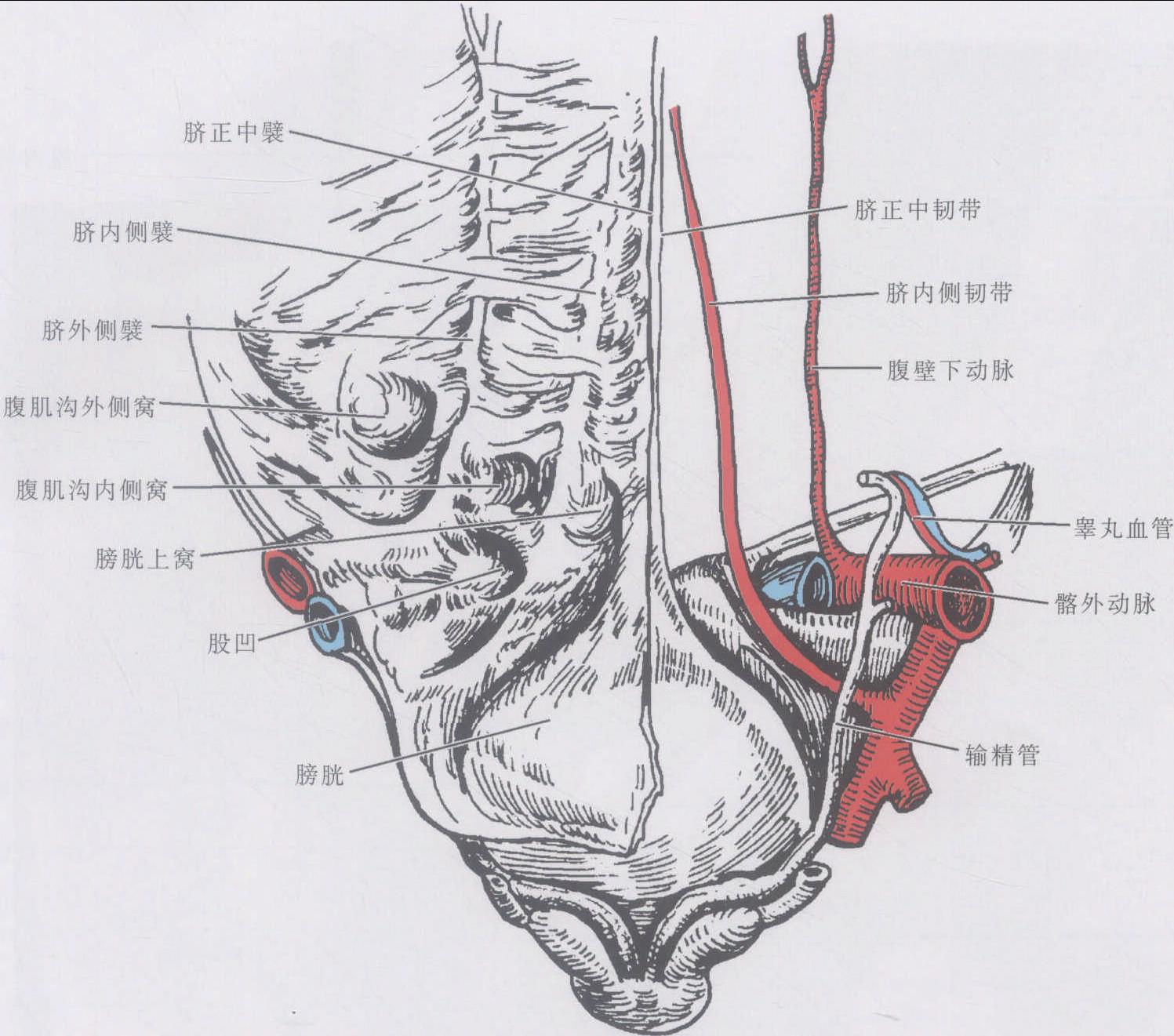图3-2-8 下肢的淋巴管和淋巴结-人体解剖学与组织生理病理学-医学